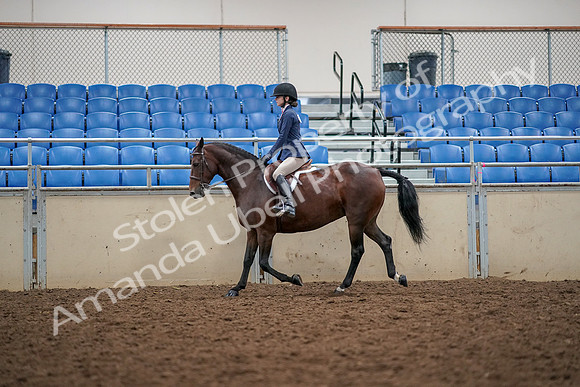 2019 Morgan Horse Show - Aug 30, 2019 - 23225