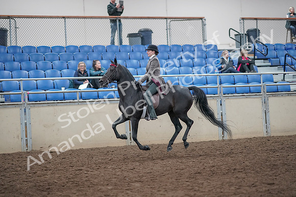 2019 Morgan Horse Show - Aug 31, 2019 - 09469