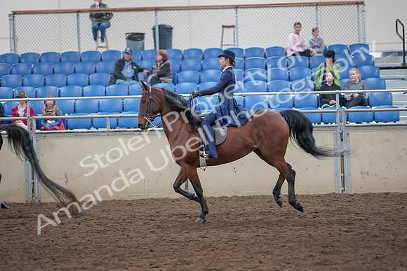 2019 Morgan Horse Show - Aug 31, 2019 - 09466