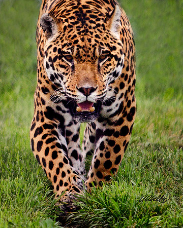 Big Cats - 014