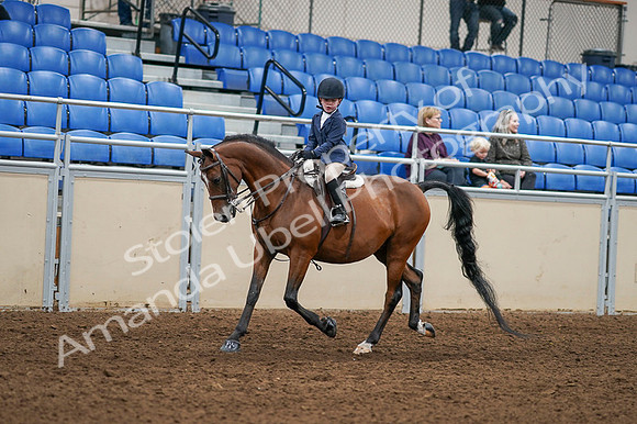 2020 - AB Morgan Horse - Fri, Sept 04 - 04480