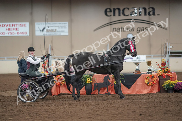 2019 Morgan Horse Show - Aug 31, 2019 - 04770