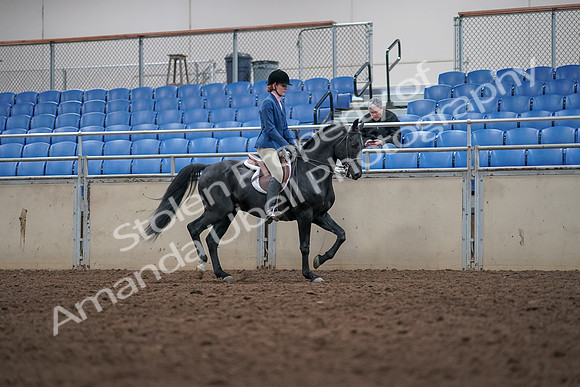 2019 Morgan Horse Show - Aug 31, 2019 - 16698