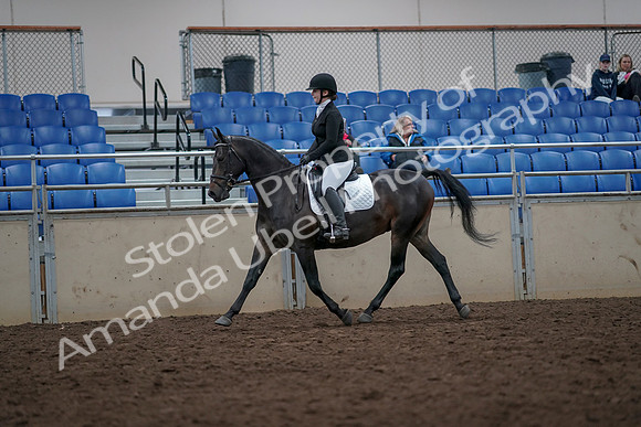 2019 Morgan Horse Show - Aug 31, 2019 - 16543