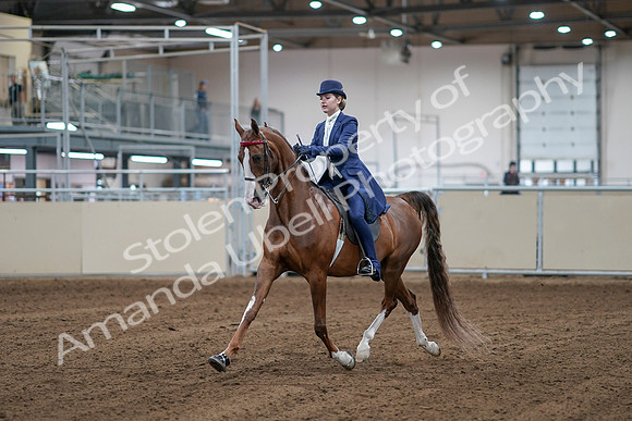 2020 - AB Morgan Horse - Sat, Sept 05 - 06066