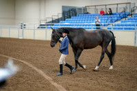 2020 - AB Morgan Horse - Fri, Sept 04 - 00880