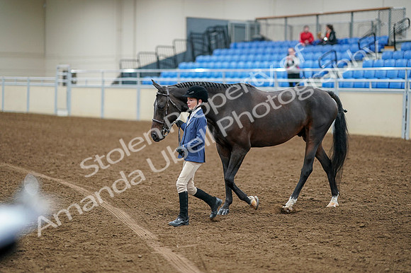 2020 - AB Morgan Horse - Fri, Sept 04 - 00880