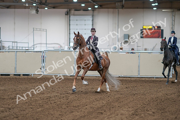 2020 - AB Morgan Horse - Sat, Sept 05 - 06130