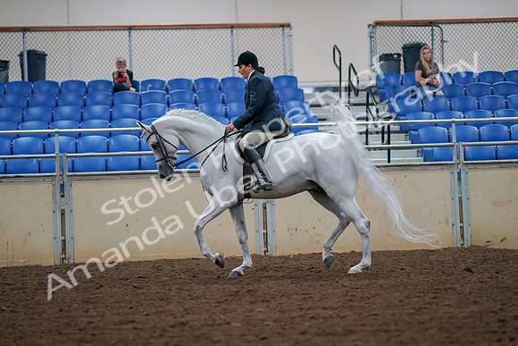 2019 Morgan Horse Show - Aug 30, 2019 - 17319
