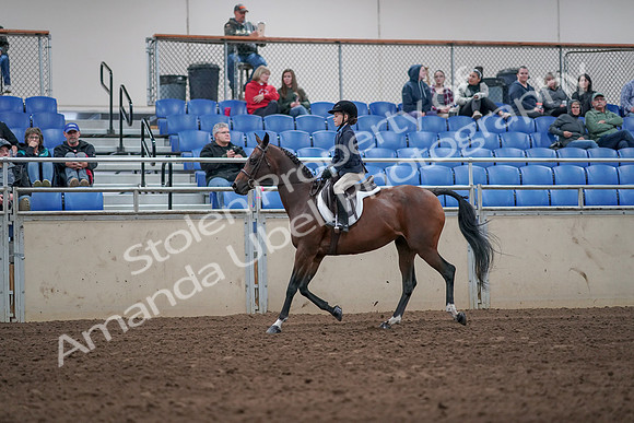 2019 Morgan Horse Show - Aug 31, 2019 - 19439
