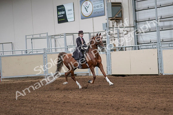 2020 - AB Morgan Horse - Sat, Sept 05 - 06417