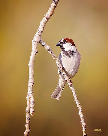Birds - 268