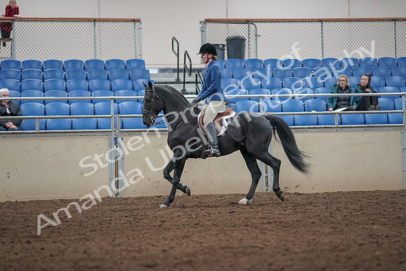 2019 Morgan Horse Show - Aug 31, 2019 - 07225