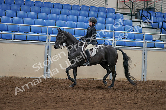 2020 - AB Morgan Horse - Sun, Sept 06 - 07777