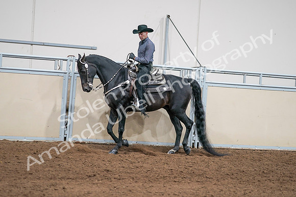 2020 - AB Morgan Horse - Fri, Sept 04 - 08387