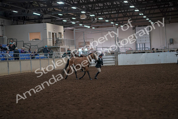 2019 Morgan Horse Show - Aug 31, 2019 - 01492