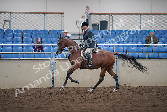 2019 Morgan Horse Show - Aug 31, 2019 - 15064