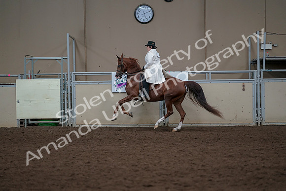2019 Morgan Horse Show - Aug 31, 2019 - 17921