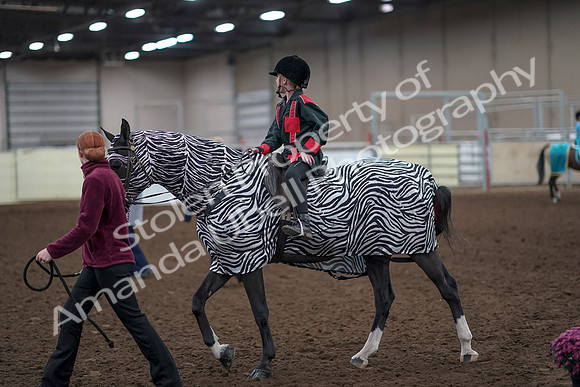 2019 Morgan Horse Show - Aug 31, 2019 - 10053