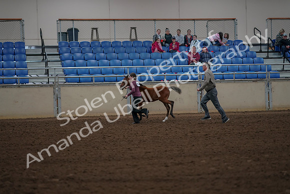 2019 Morgan Horse Show - Aug 30, 2019 - 24822