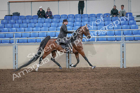2020 - AB Morgan Horse - Fri, Sept 04 - 09826