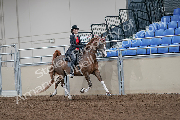 2020 - AB Morgan Horse - Fri, Sept 04 - 09849