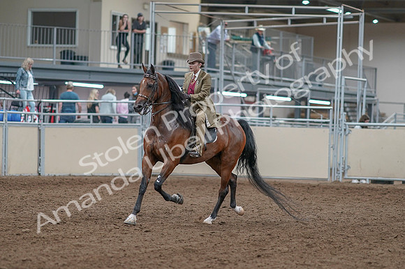 2020 - AB Morgan Horse - Fri, Sept 04 - 11127