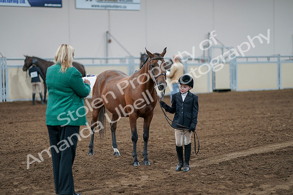 2020 - AB Morgan Horse - Fri, Sept 04 - 00833