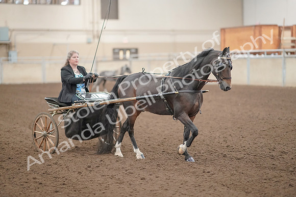 2019 Morgan Horse Show - Aug 31, 2019 - 04404