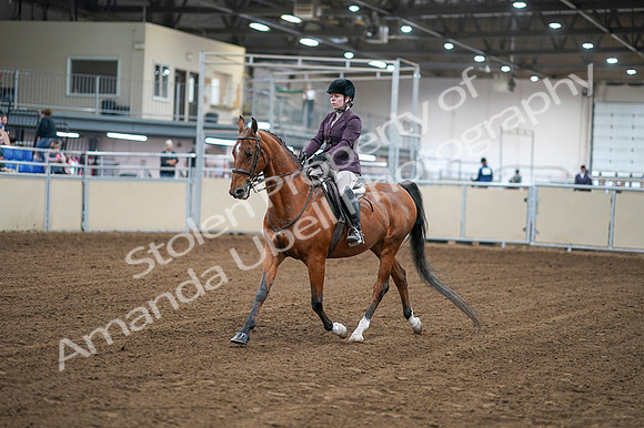 2020 - AB Morgan Horse - Fri, Sept 04 - 02214