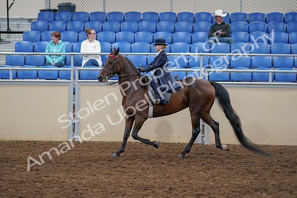 2020 - AB Morgan Horse - Sun, Sept 06 - 07706