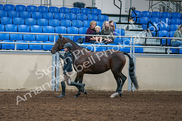 2020 - AB Morgan Horse - Fri, Sept 04 - 00740