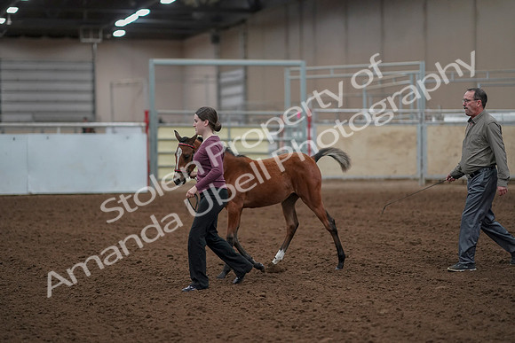 2019 Morgan Horse Show - Aug 30, 2019 - 24780