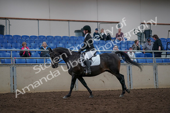 2019 Morgan Horse Show - Aug 31, 2019 - 16660
