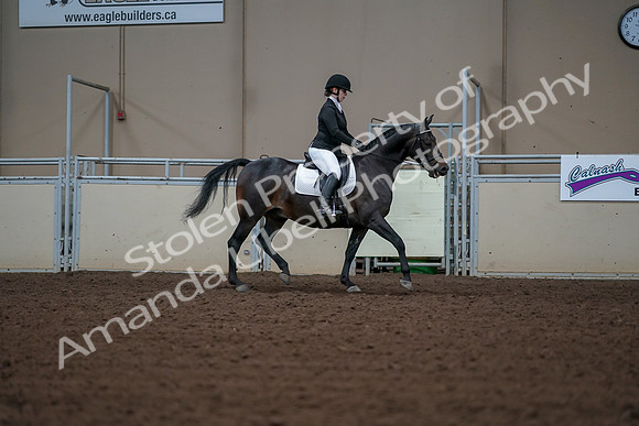 2019 Morgan Horse Show - Aug 30, 2019 - 18534