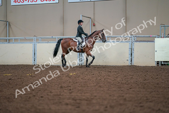2019 Morgan Horse Show - Aug 30, 2019 - 20846