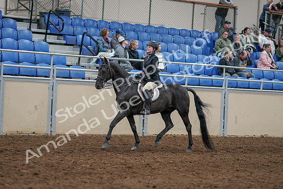 2020 - AB Morgan Horse - Sun, Sept 06 - 07773