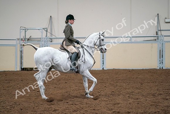 2020 - AB Morgan Horse - Sat, Sept 05 - 14542