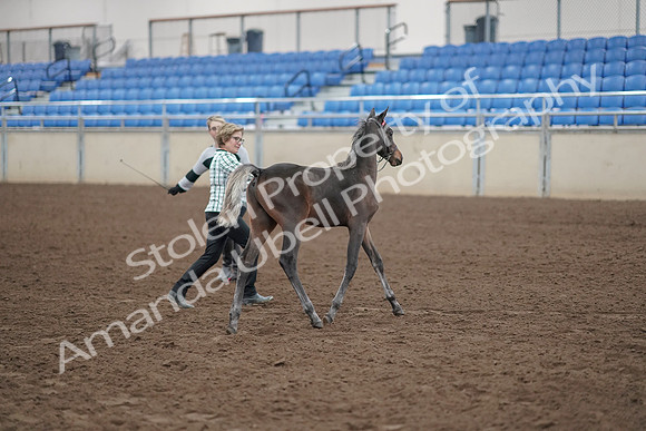 2019 Morgan Horse Show - Aug 31, 2019 - 00079