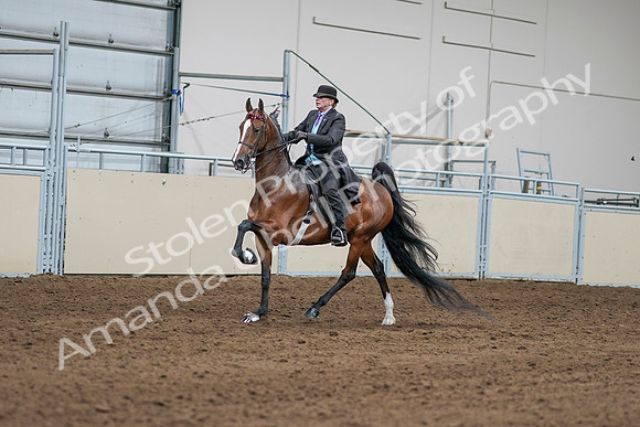 2020 - AB Morgan Horse - Sat, Sept 05 - 12970