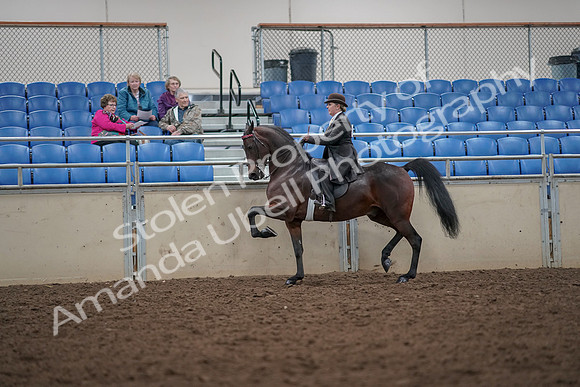 2019 Morgan Horse Show - Aug 30, 2019 - 27948