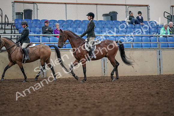 2019 Morgan Horse Show - Aug 30, 2019 - 20457