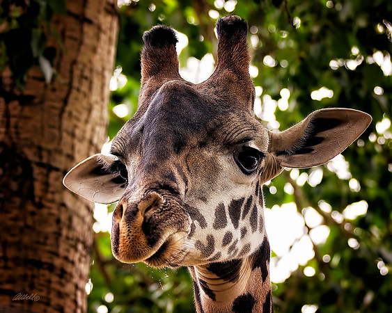 Zoo - 036
