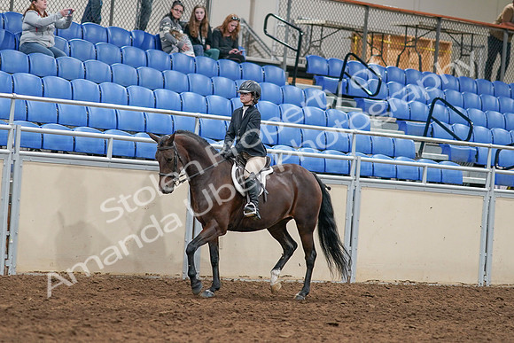 2020 - AB Morgan Horse - Sat, Sept 05 - 14391
