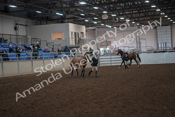 2019 Morgan Horse Show - Aug 31, 2019 - 01489
