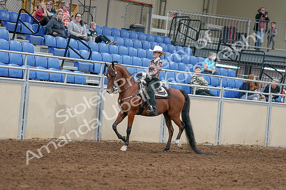 2020 - AB Morgan Horse - Fri, Sept 04 - 08297