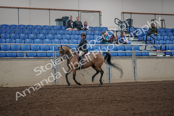 2019 Morgan Horse Show - Aug 31, 2019 - 05141