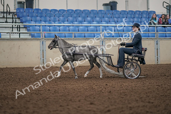 2019 Morgan Horse Show - Aug 31, 2019 - 04260