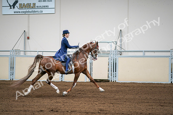 2020 - AB Morgan Horse - Sat, Sept 05 - 06335