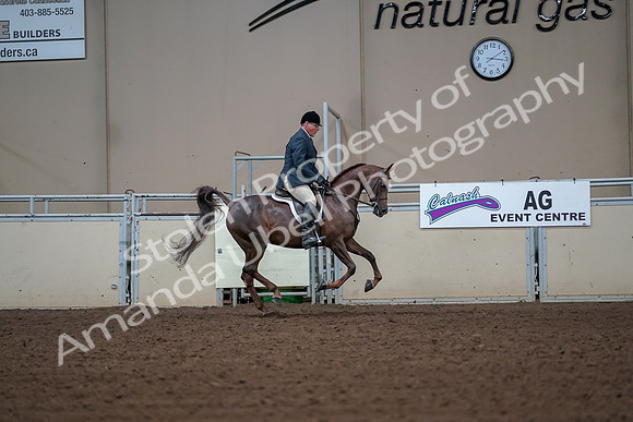 2019 Morgan Horse Show - Aug 30, 2019 - 17590